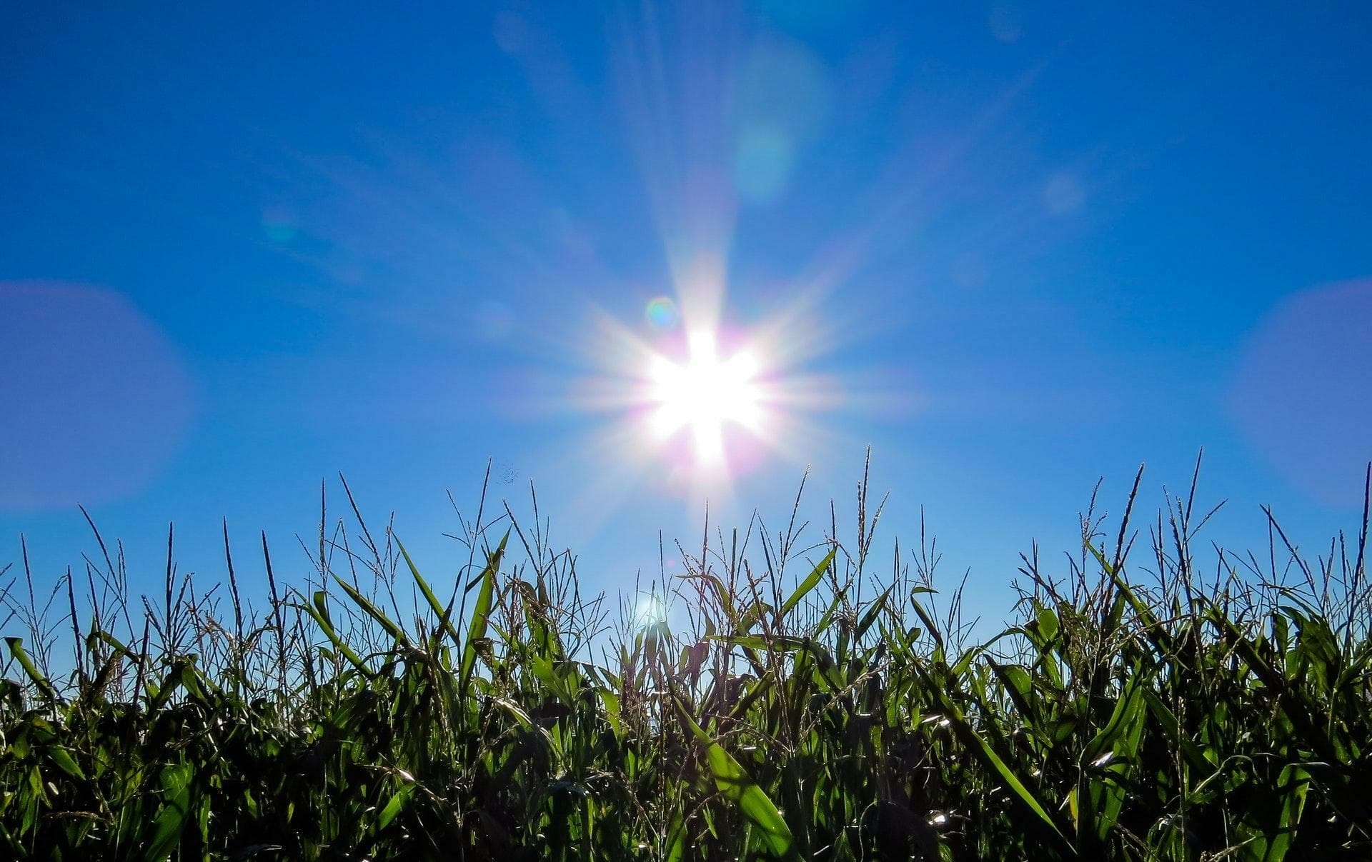 velle zon in een blauwe lucht met groen gras